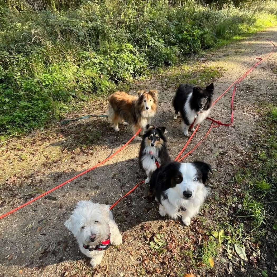 Dogs Friends - Éducation, Comportement canin, Pension, Balade 2